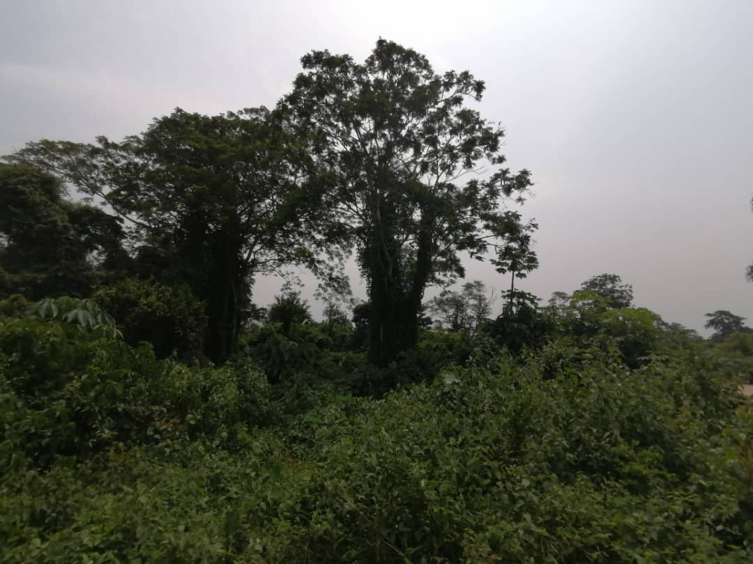 Kaponyola Forest, Loponde, Maniema, DR Congo